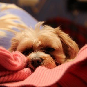 Meet your Posher, Kelli